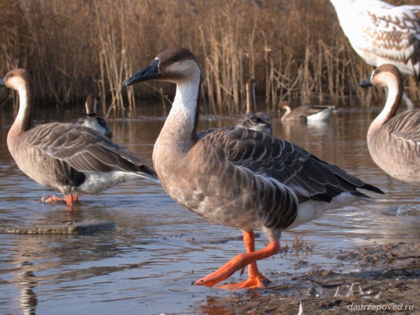 ​Весенний учет водоплавающих и околоводных птиц завершился в Ивано-Арахлейском парке Zабайкалья